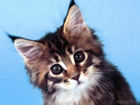 kitten.jpg