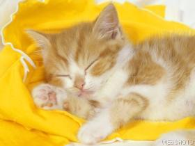 kitten2.jpg
